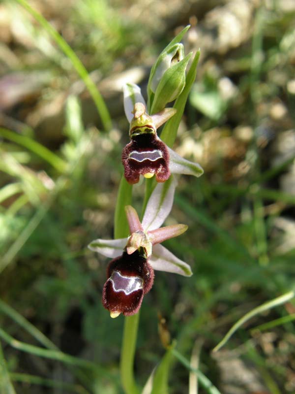 Ophrys de Bertoloni.JPG