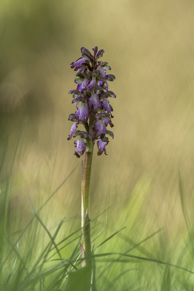himantoglossum robertianum (orchis géant).jpg