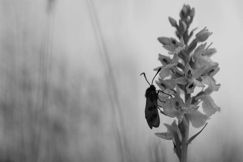 Image et Nature-1.jpg