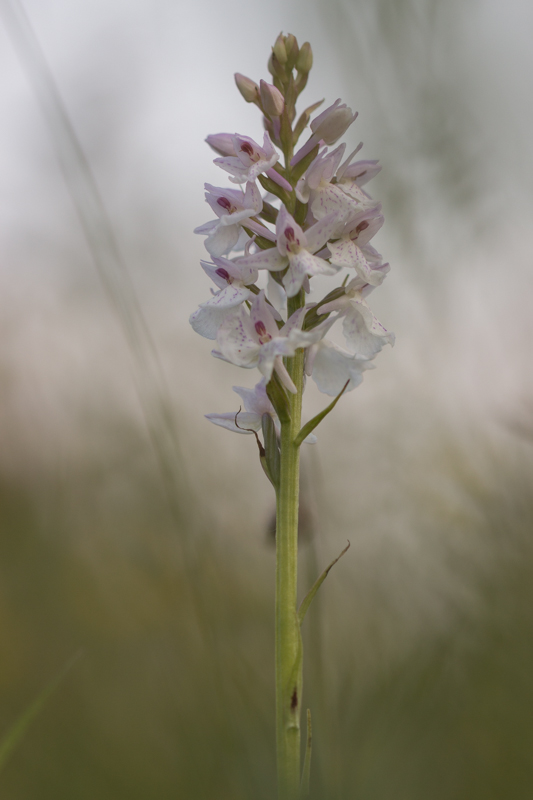 Image et Nature-1-4.jpg