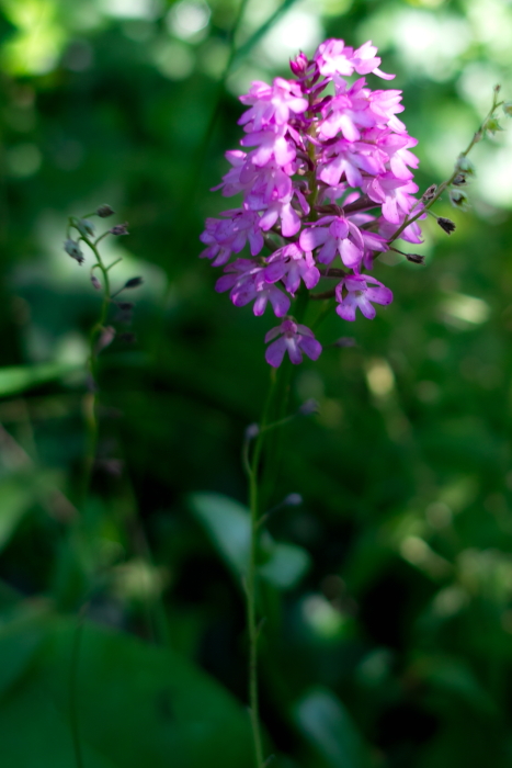 SDIM00080001.JPG