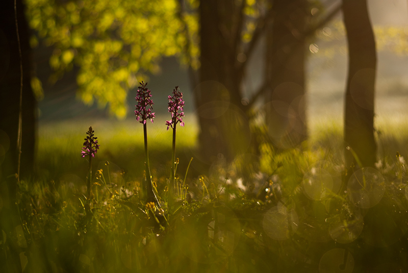orchis001.jpg