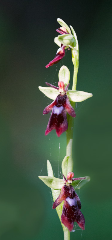 orchis mouche.jpg