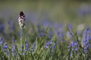 _MG_1541bis.jpg