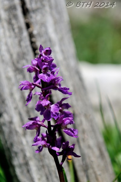 orchis1-1.jpg