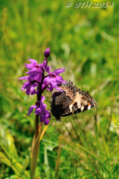 orchis2-2.jpg