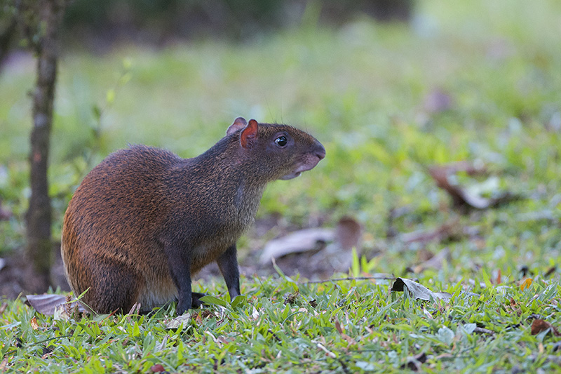 175-Agouti.jpg