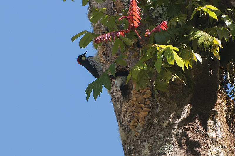 183-Pic glandivore.jpg