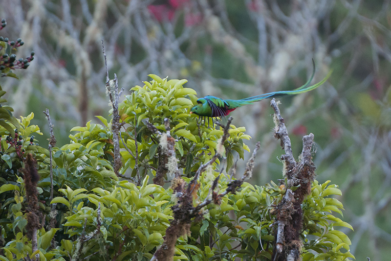 185-Quetzal resplandissant.jpg