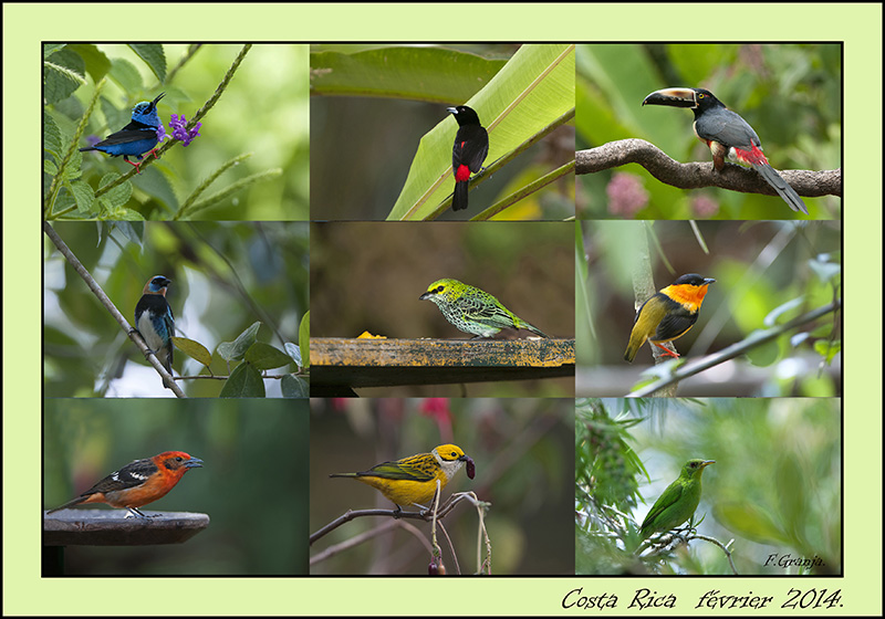 190-Carte postale oiseaux.jpg-2.jpg