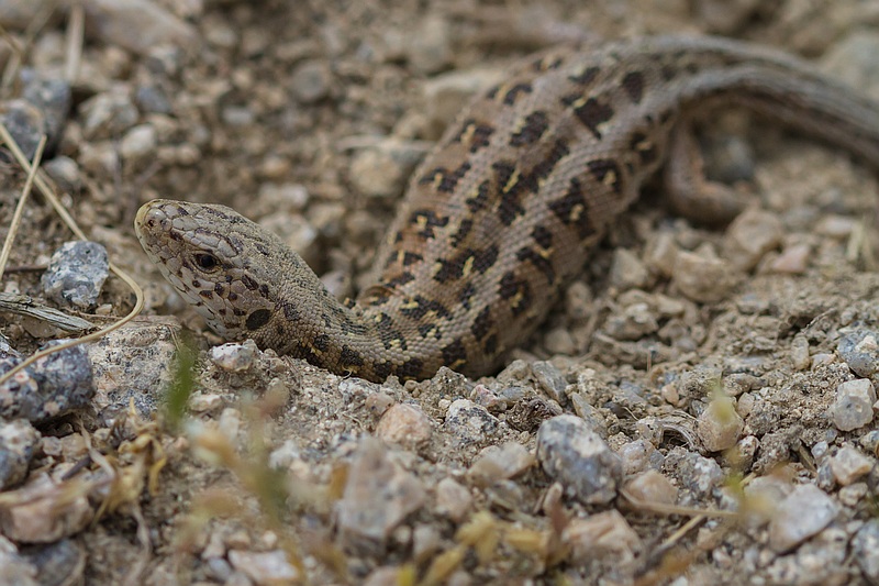 14_06_14_4221_Lozère.jpg