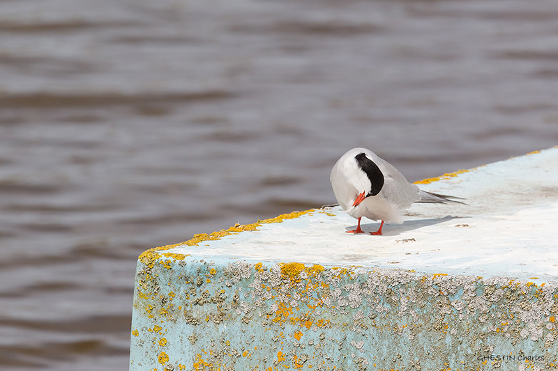 2014 06-08 160 _ Sterne pierregarin - STERNIDES - (Sterna hirundo) _ St Malo.jpg