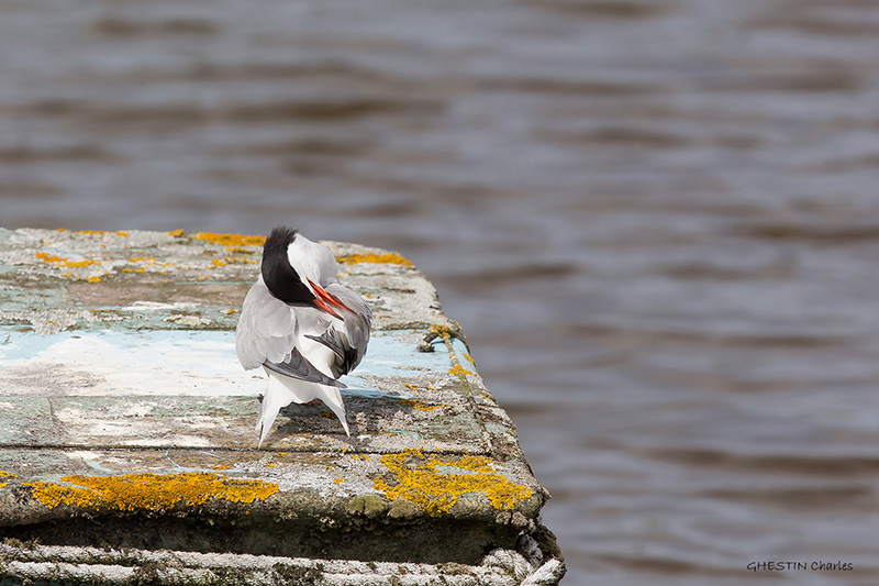 2014 06-08 159 _ Sterne pierregarin - STERNIDES - (Sterna hirundo) _ St Malo.jpg