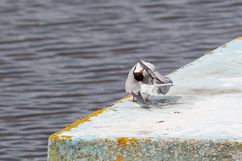 2014 06-08 178 _ Sterne pierregarin - STERNIDES - (Sterna hirundo) _ St Malo.jpg