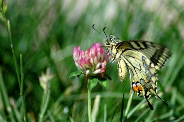 Machaon 3 Aveyron 08-06 [640x480].jpg