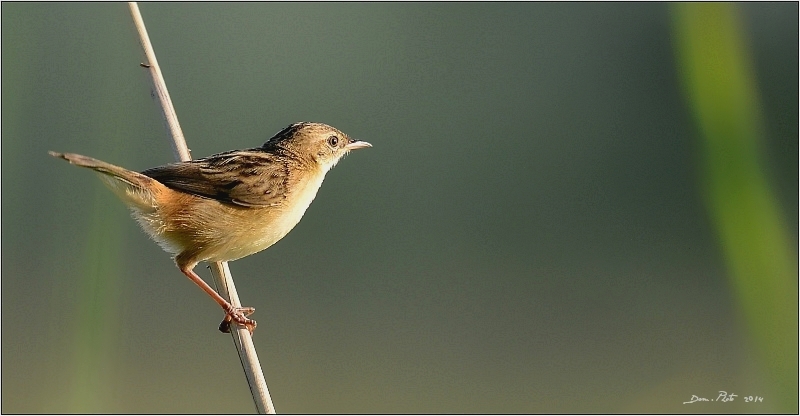DSC_8918.JPG