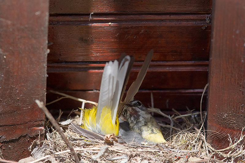 2014 06-12 329 _ Bergeronnette des ruisseaux - MOTACILLIDES - (Motacilla cinerea) _ La Tannerie.jpg