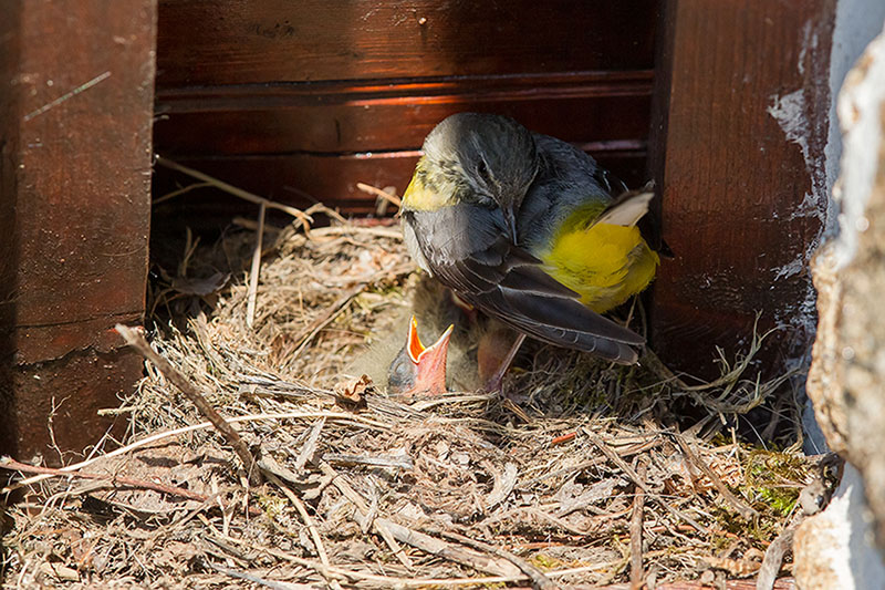 2014 06-24 215 _ Bergeronnette des ruisseaux - MOTACILLIDES - (Motacilla cinerea) _ La Tannerie.jpg