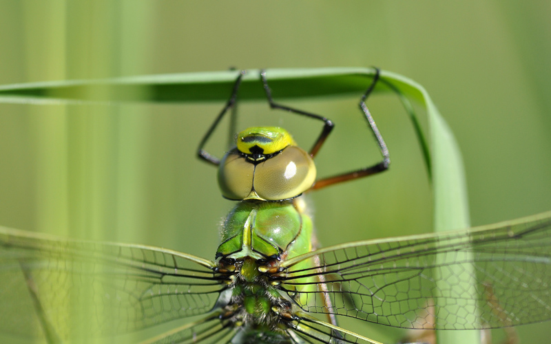 DSC_2903.jpg