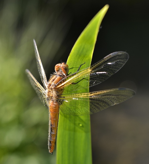 _DSC6591 (500x550).jpg
