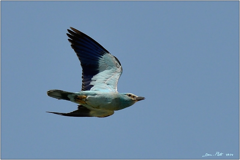 DSC_9164.JPG