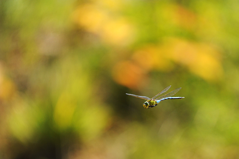 DSC_9205_en_vol.jpg