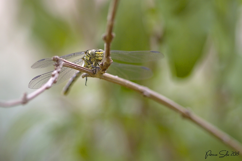 03062014Les libellules.jpg