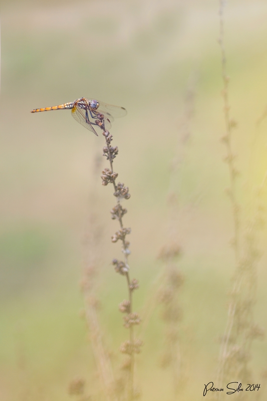20140705_3161 copie.jpg