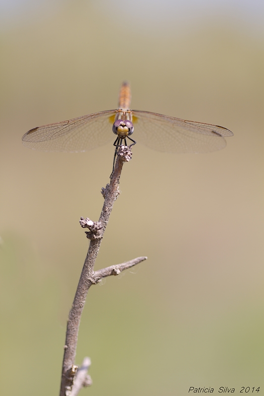 20140705_3180 copie.jpg