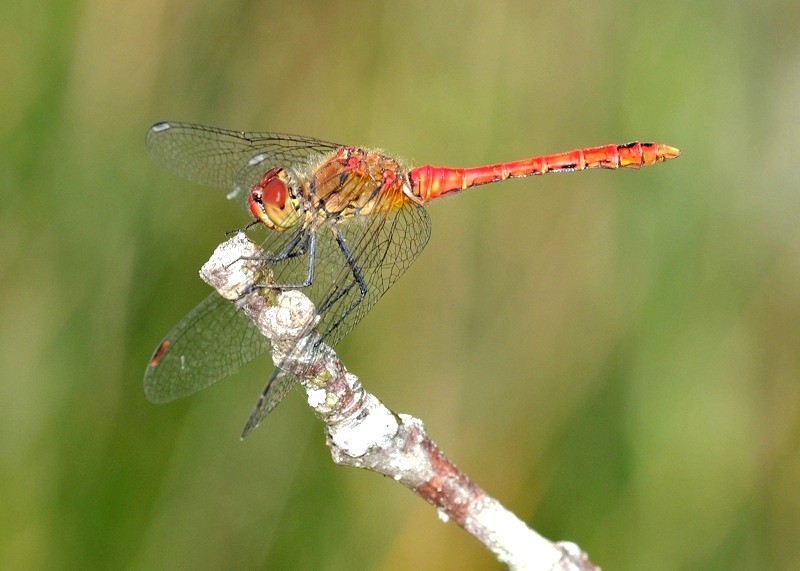 DSC_4403a1jack.lecointe.jpg