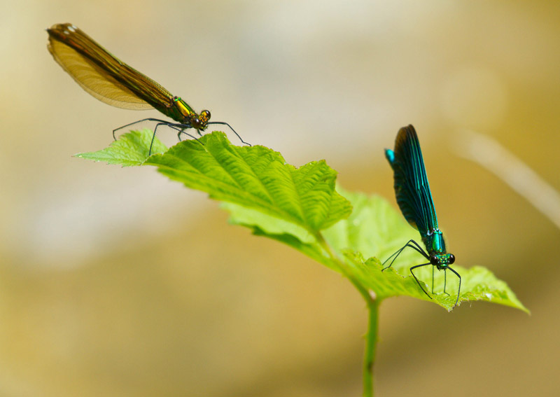 immage et nature2.jpg