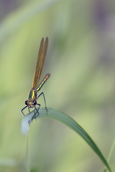 concours image et nature2.jpg