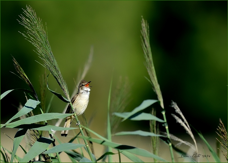 DSC_0077.JPG