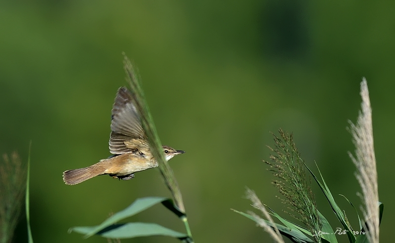 DSC_0096.JPG