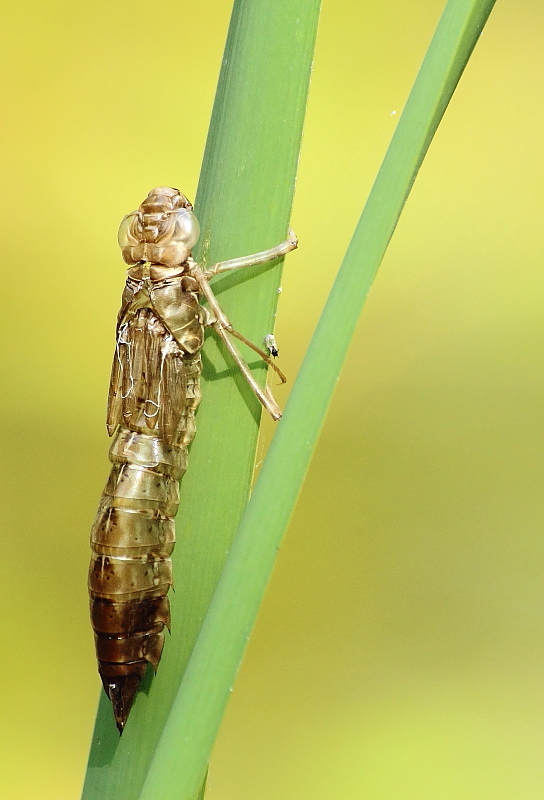 Aeschna cyanea (exuvie)-DUCLOS M..JPG