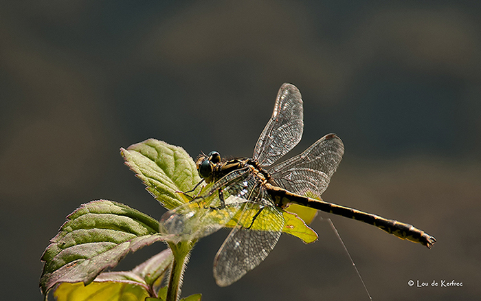 dragonfly-i.jpg