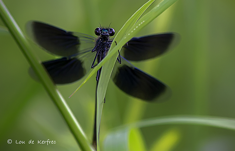 libellule-bleue-i.jpg