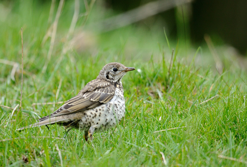 DSC_0661.jpg
