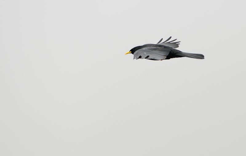 DSC_0952.jpg