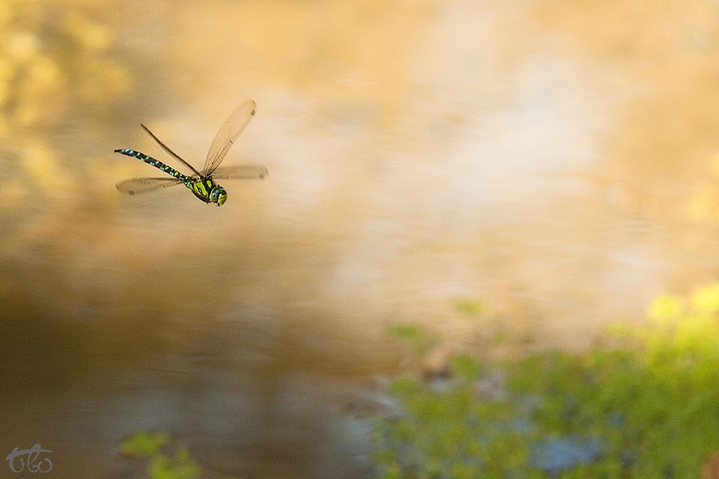 Aeshna cyanea.jpg