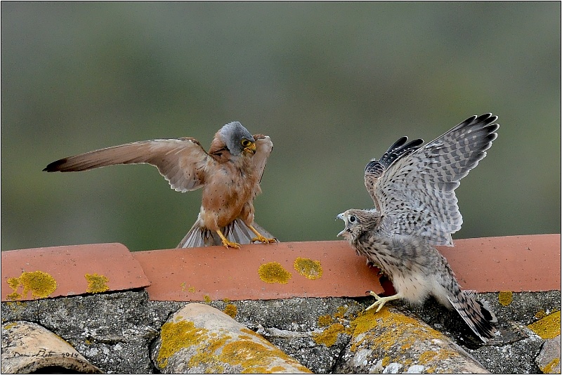 DSC_9930.JPG