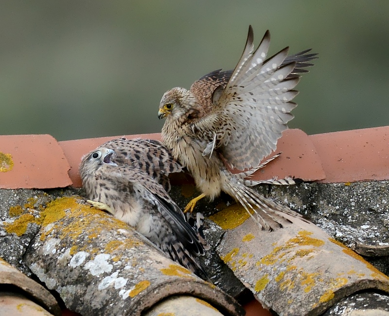 DSC_9932.JPG