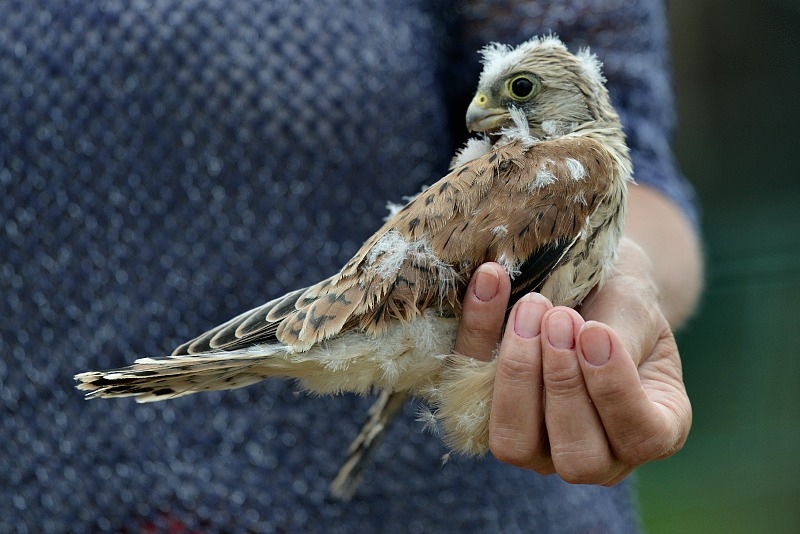 DSC_9905.JPG