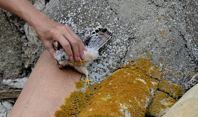 DSC_9909.JPG