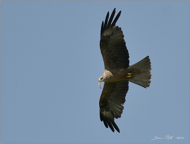 DSC_1355.JPG