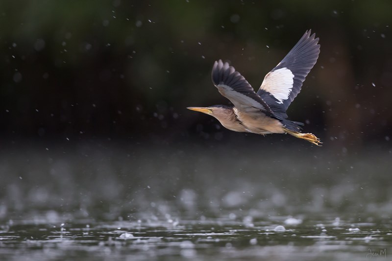 25072014-ED8A7080 (Copier).JPG