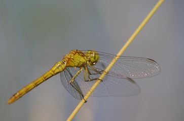 IMGP6859.JPG