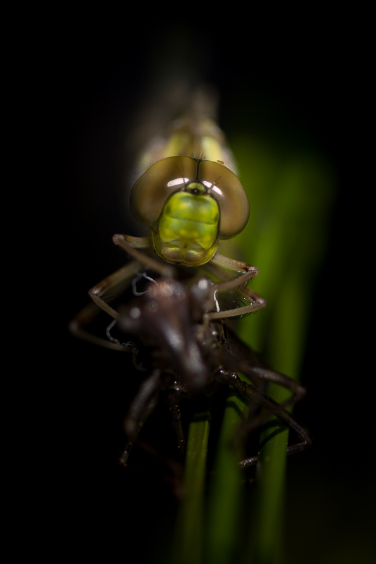 Concours image nature Aout 2014 petite 1.jpg