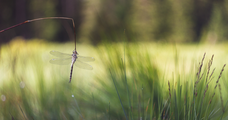 Concours image nature Aout 2014  2 petite.jpg