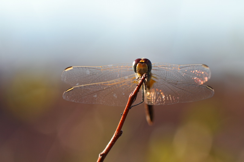 IMG_9349 1 PS.jpg